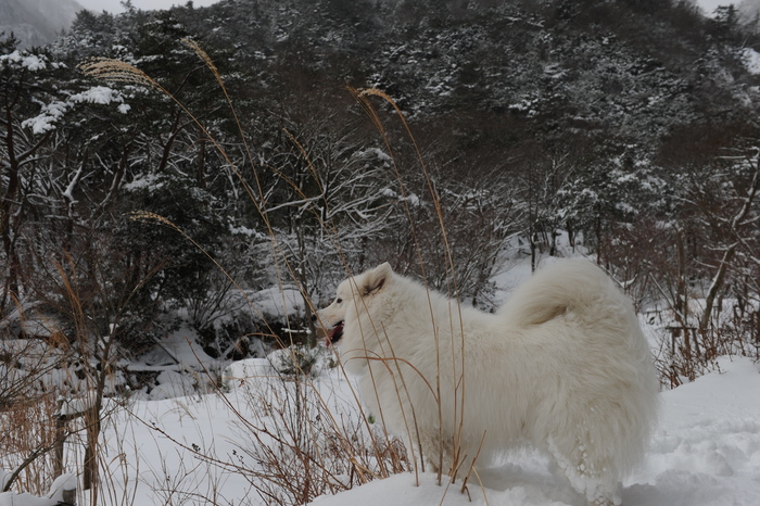 プチ新年会＆雪遊び_a0049296_18205034.jpg