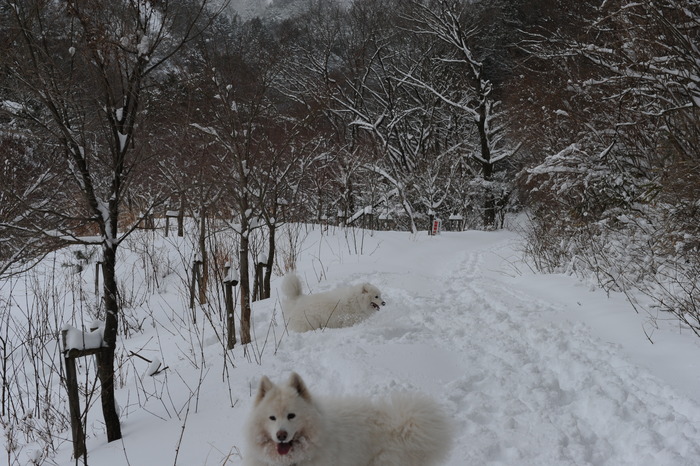 プチ新年会＆雪遊び_a0049296_18222551.jpg