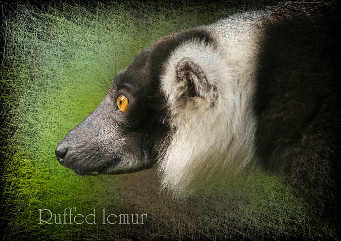 エリマキキツネザル：Ruffed lemur_b0249597_544541.jpg