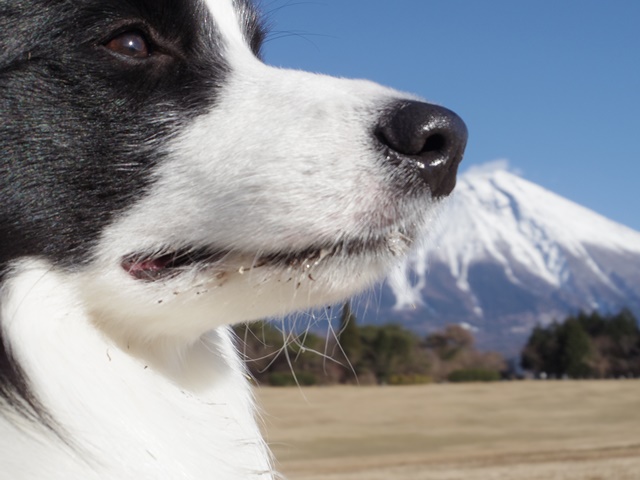 ◆ハク家と富士山へ　２_b0204498_039274.jpg