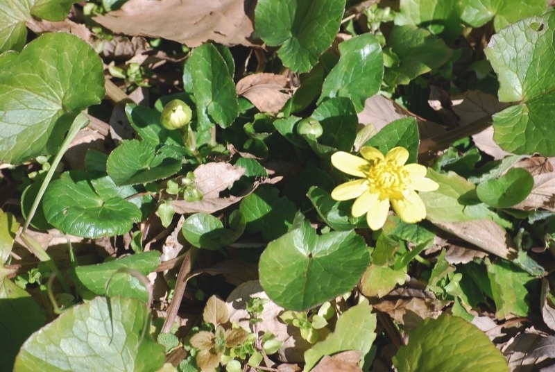 「ヒメリュウキンカ」も開花中・・・_e0025300_13101850.jpg