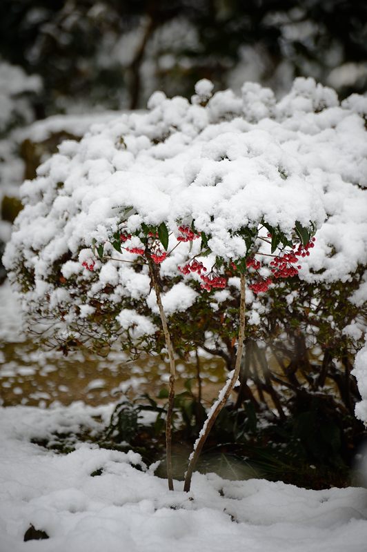 2015京の雪景色@大原 宝泉院_f0032011_19314621.jpg