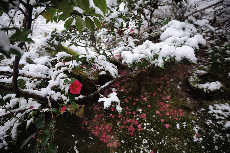 2015京の雪景色@大原 宝泉院_f0032011_19331243.jpg
