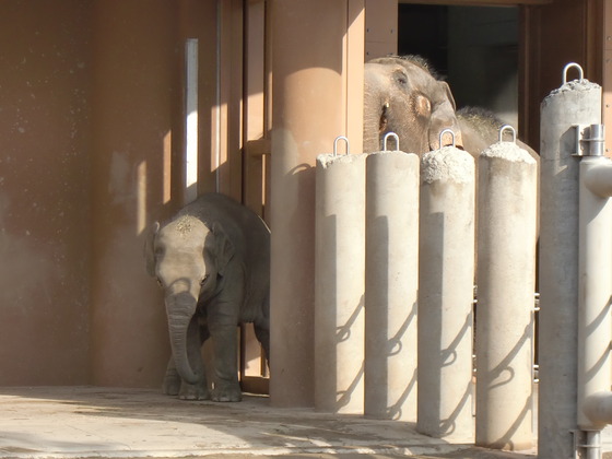 東山動物園　2015年1月　さくらちゃん、お誕生日おめでとう！！_d0281322_16442723.jpg