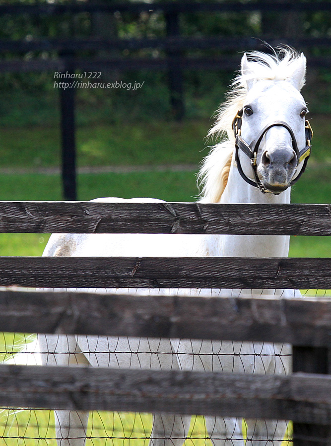 2014.9.20 社台スタリオンステーション☆クロフネ【Thoroughbred】_f0250322_21191137.jpg