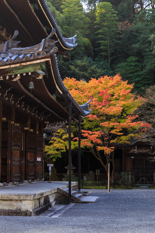 泉涌寺・御座所庭園の錦_f0155048_20454663.jpg