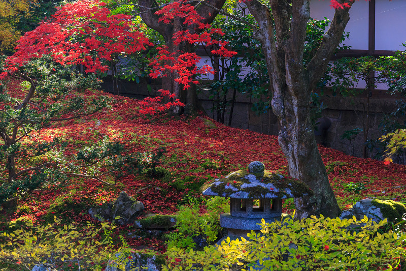 泉涌寺・御座所庭園の錦_f0155048_20474919.jpg