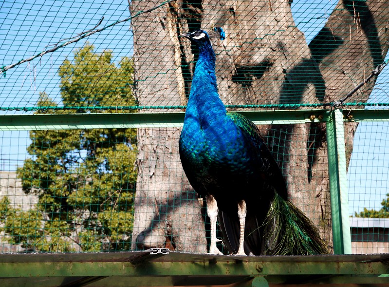 　　和歌山公園動物園_b0093754_20285622.jpg