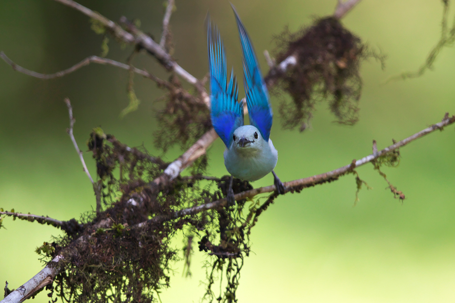 ソライロフウキンチョウ Blue Grey Tanager ぼちぼち と 野鳥大好き O