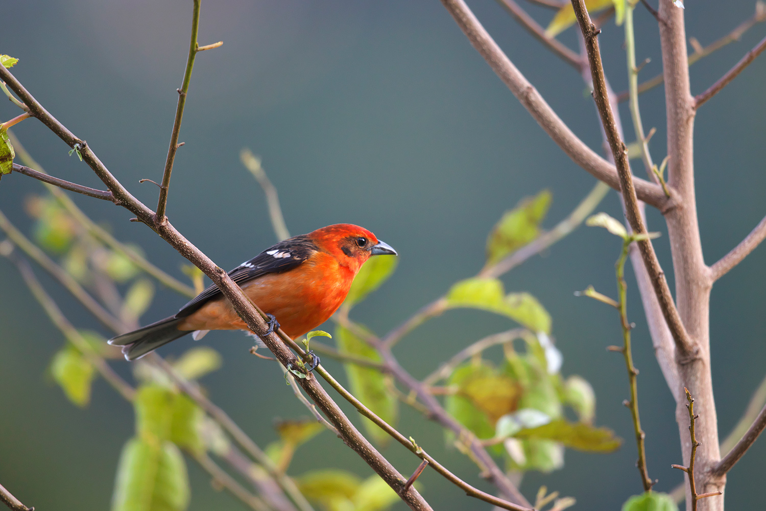 ホノオフウキンチョウ Flame Colored Tanager ぼちぼち と 野鳥大好き O