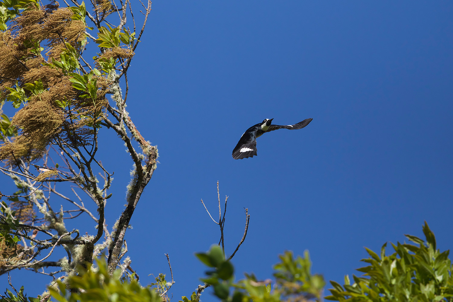 ドングリキツツキ Acorn Woodpecker ぼちぼち と 野鳥大好き O