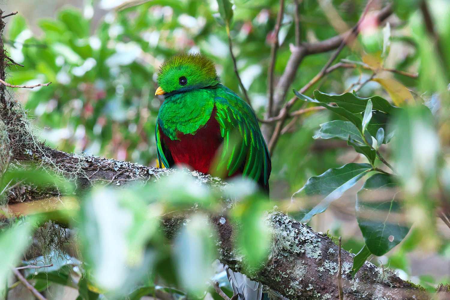 カザリキヌバネドリ Resplendent Quetzal ぼちぼち と 野鳥大好き O