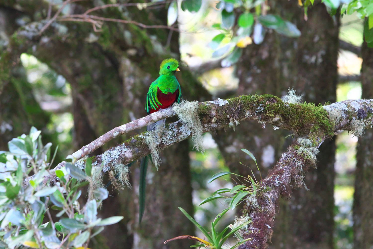 カザリキヌバネドリ Resplendent Quetzal ぼちぼち と 野鳥大好き O