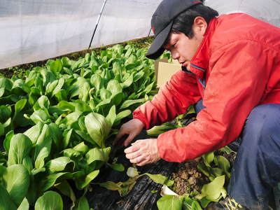 チンゲン菜 無農薬・無加温栽培のチンゲン菜!朝採り即日発送で大好評発売中!!_a0254656_17134421.jpg