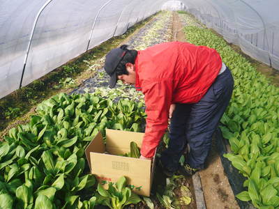 チンゲン菜 無農薬・無加温栽培のチンゲン菜!朝採り即日発送で大好評発売中!!_a0254656_17301555.jpg