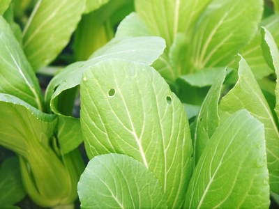 チンゲン菜 無農薬・無加温栽培のチンゲン菜!朝採り即日発送で大好評発売中!!_a0254656_17352687.jpg