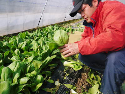チンゲン菜 無農薬・無加温栽培のチンゲン菜!朝採り即日発送で大好評発売中!!_a0254656_17441150.jpg