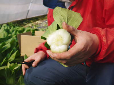 チンゲン菜 無農薬・無加温栽培のチンゲン菜!朝採り即日発送で大好評発売中!!_a0254656_17471861.jpg