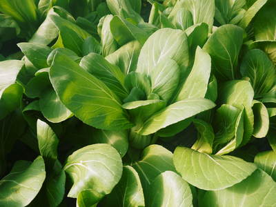 チンゲン菜 無農薬・無加温栽培のチンゲン菜!朝採り即日発送で大好評発売中!!_a0254656_17493364.jpg