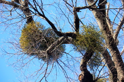 a0248459_19430494.jpg