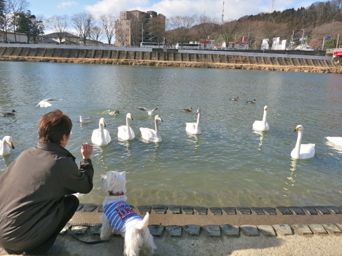 白鳥が来ています。_c0260460_11301016.jpg