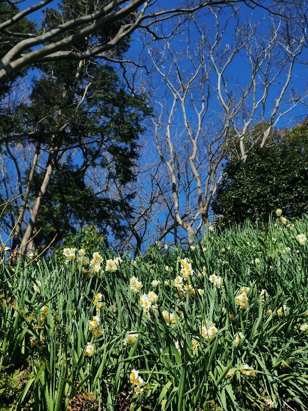 吾妻山のシンボルツリー_a0330871_21195866.jpg