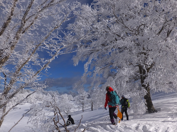 【明神平の冬②】：この雪原でヒップソリ遊びをするのは爽快感があって最高です！_c0066176_7463634.jpg