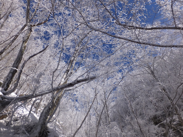 【明神平の冬②】：この雪原でヒップソリ遊びをするのは爽快感があって最高です！_c0066176_8244911.jpg
