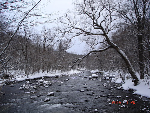 奥入瀬渓流　今朝は５ｃｍくらいの積雪がありました_d0165378_9304154.jpg