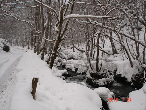 奥入瀬渓流　今朝は５ｃｍくらいの積雪がありました_d0165378_9315278.jpg