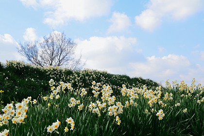 千早赤阪村　「水仙の丘」_c0229483_9375461.jpg