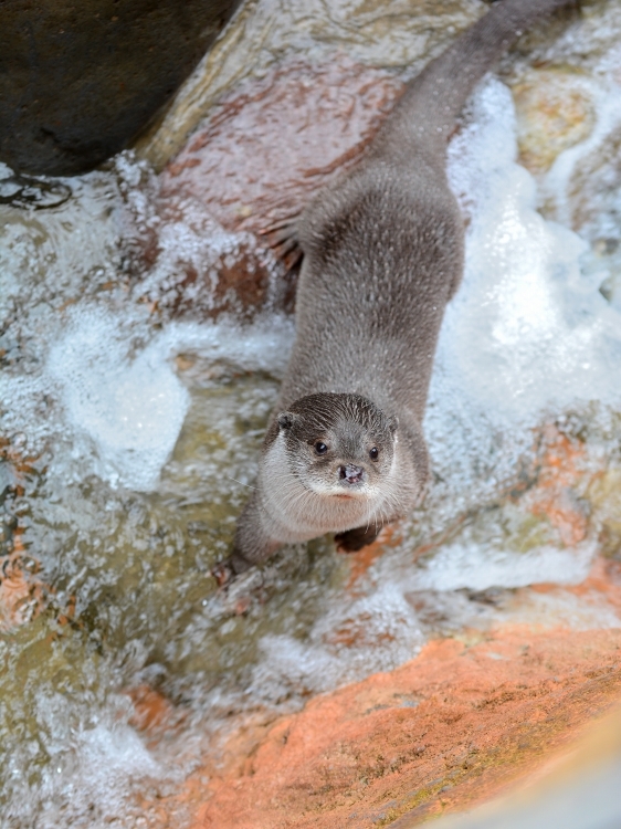 とてもかわいいユーラシアカワウソ、オッチー_a0164204_23112955.jpg