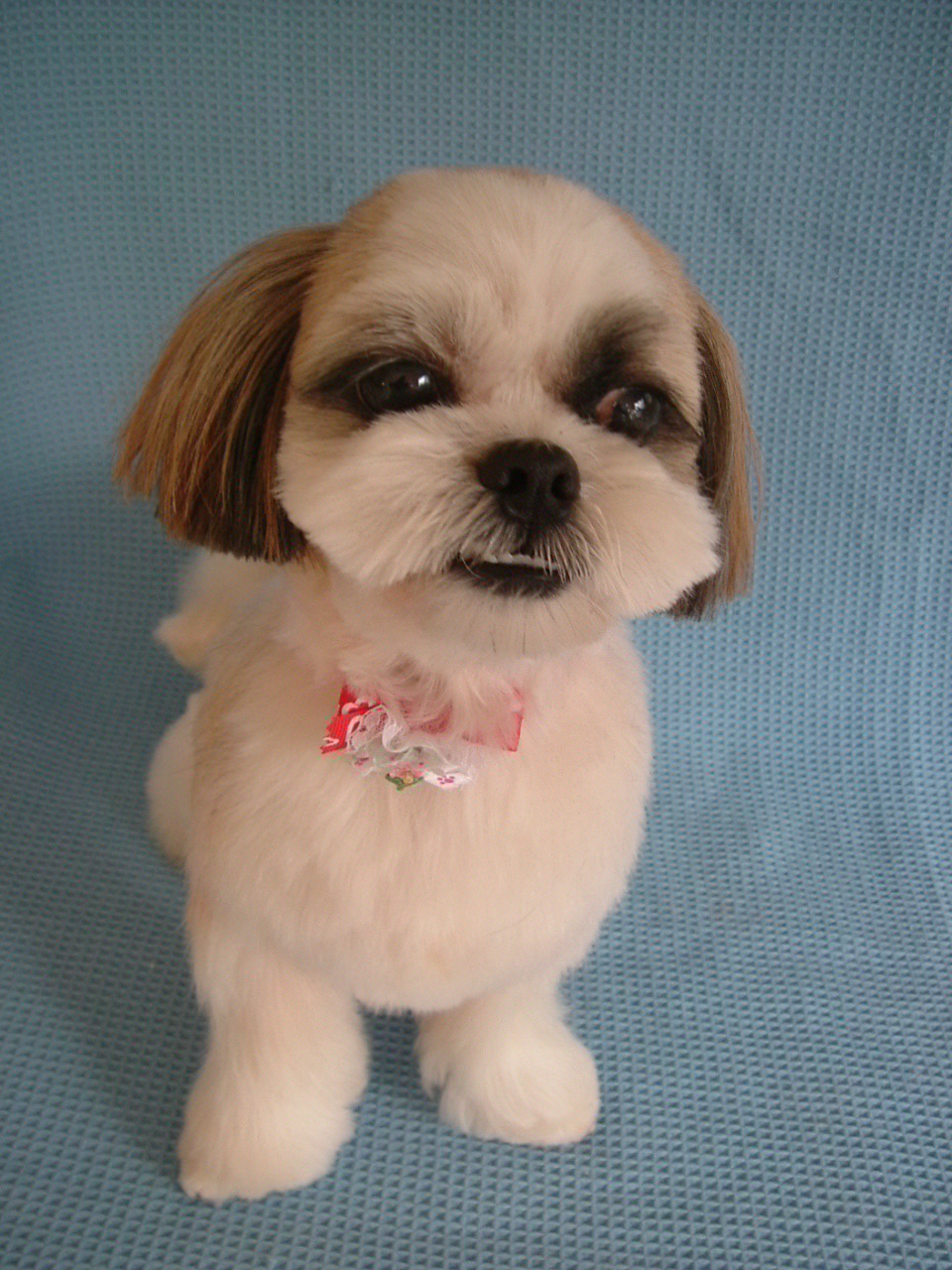 ベビ フェイスカットのサスケちゃん まつ毛を長くのばしています ふぉるむm A 千葉市 トリミングサロン 犬の美容室 千葉県 千葉市 花見川区 ペットサロン 検見川町3 340 18 ワンちゃんのカットハウス 千葉043 301 2995 10 00 19 00 ベビ フェイスカットのサスケちゃん まつ毛を長くのばしています ふぉるむm A 千葉市 トリミングサロン 犬の美容室 千葉県 千葉市 花見川区 ペットサロン 検見川町3 340 18 ワンちゃんのカットハウス 千葉043 301 2995 10 00 19 00