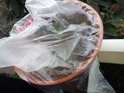 c0280206_848548.jpg