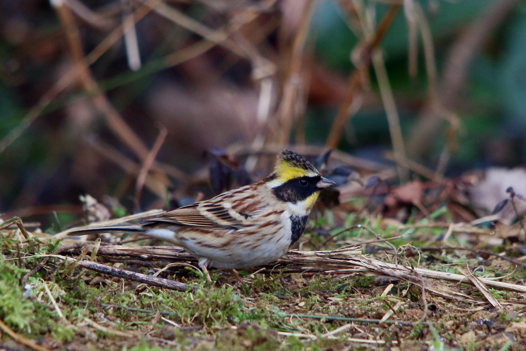 今日の鳥見（2015年1月25日）_f0235311_18585219.jpg