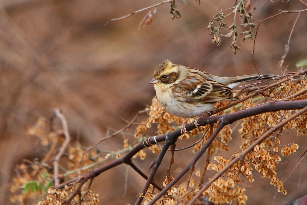 今日の鳥見（2015年1月25日）_f0235311_18591845.jpg