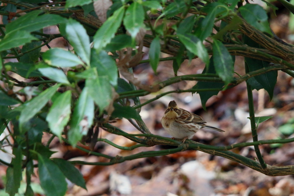 今日の鳥見（2015年1月25日）_f0235311_18593025.jpg