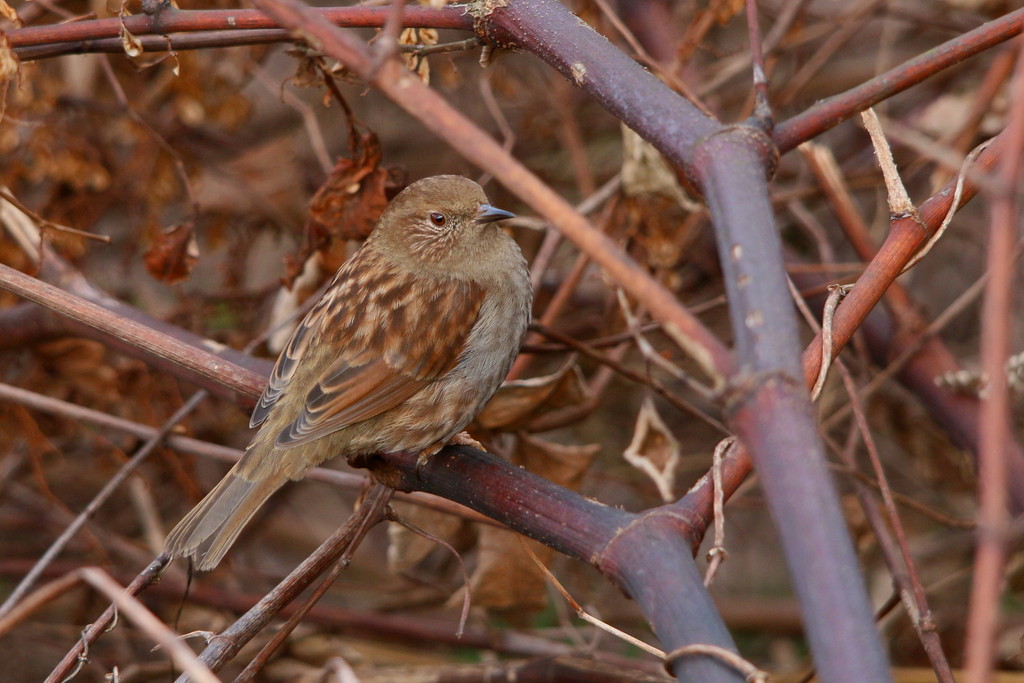 今日の鳥見（2015年1月25日）_f0235311_1904279.jpg