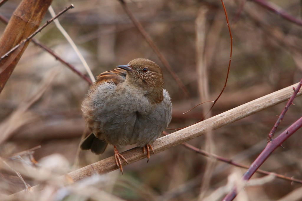 今日の鳥見（2015年1月25日）_f0235311_1905343.jpg