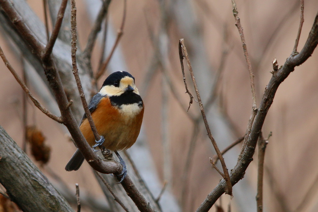 今日の鳥見（2015年1月25日）_f0235311_1923943.jpg