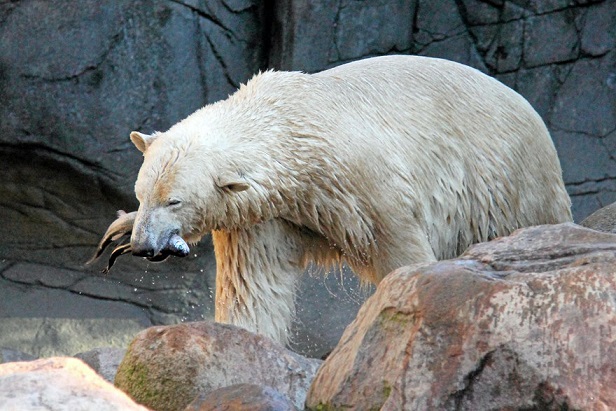 デンマークのオールボー動物園が雌のメーリクとヴィクトリアのパートナー候補の雄を世界中に求めて調査中_a0151913_544629.jpg