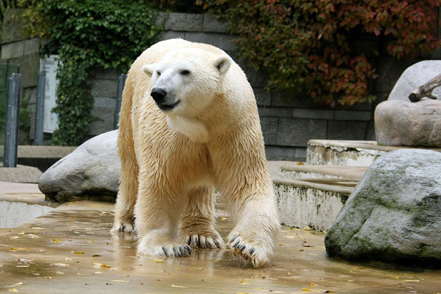 デンマークのオールボー動物園が雌のメーリクとヴィクトリアのパートナー候補の雄を世界中に求めて調査中_a0151913_5542024.jpg