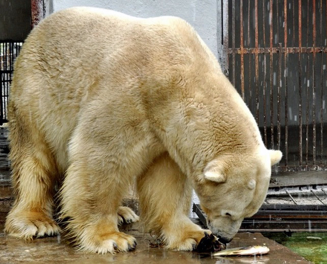 デンマークのオールボー動物園が雌のメーリクとヴィクトリアのパートナー候補の雄を世界中に求めて調査中_a0151913_5594095.jpg