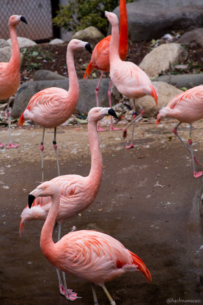 野毛山動物園_f0249918_141991.jpg