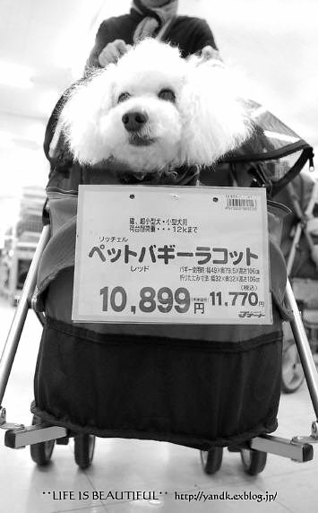 モノクロ散歩_d0083623_23372596.jpg