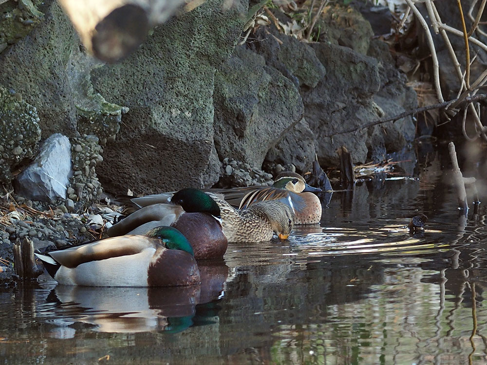 新宿御苑の鳥と板橋でカラムクドリ撮影_f0324026_17434454.jpg