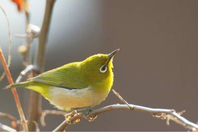 緑色の鳥 家の記憶