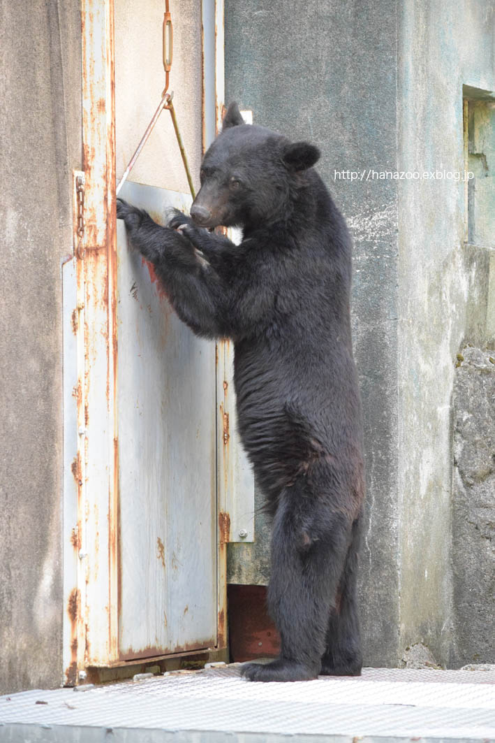 日本一有名なツキノワグマ 今日ものんびり動物園 日本一有名なツキノワグマ 今日ものんびり動物園