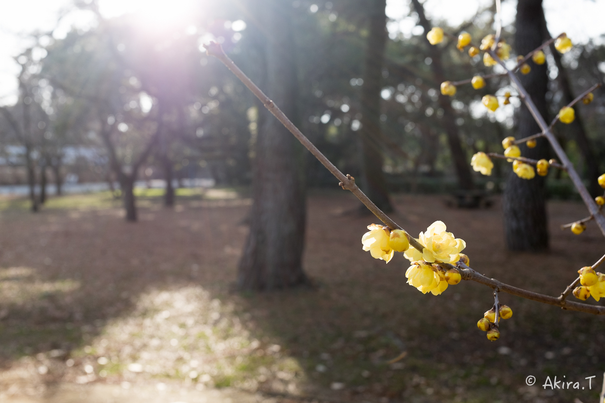 京都御苑でワンコ散歩..._f0152550_17423981.jpg