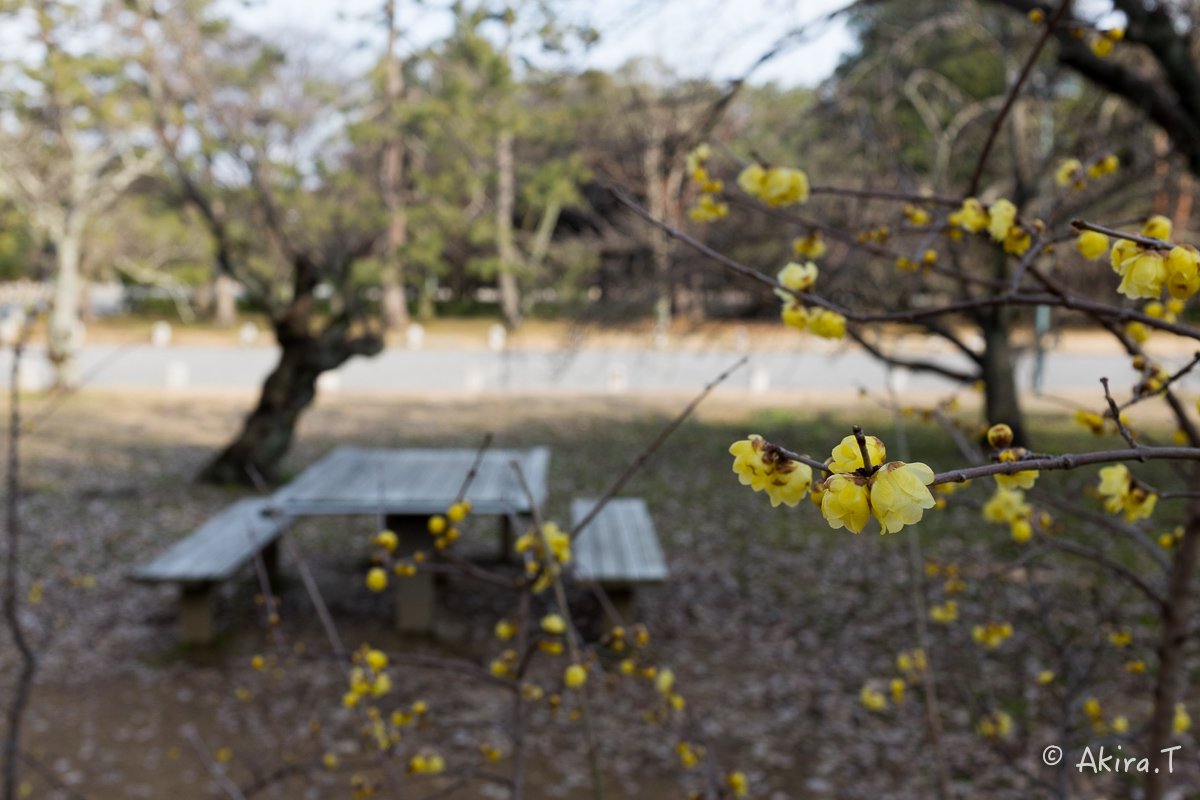 京都御苑でワンコ散歩..._f0152550_1742454.jpg